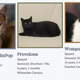 Image for article titled This Is How You Name a Bunch of Shelter Cats
